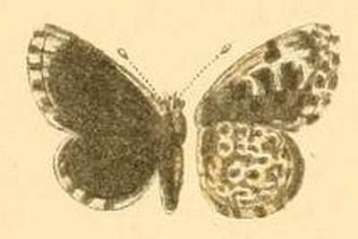 Image of Praephilotes anthracias (Christoph 1877)