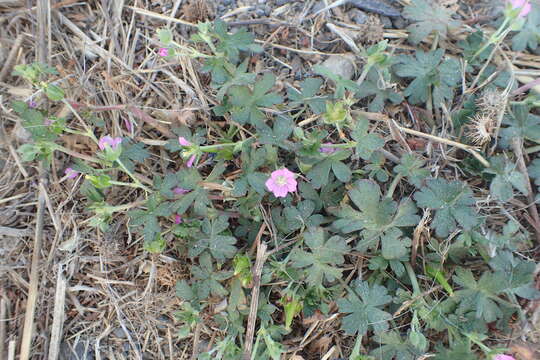 Image of New Zealand geranium