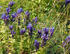 Gentiana asclepiadea L.的圖片