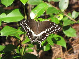 Image of Palamedes Swallowtail