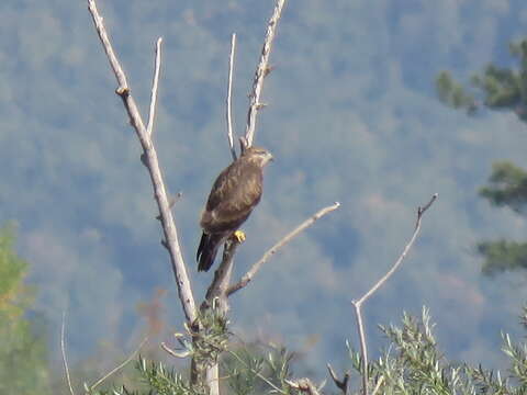 Image of Common Buzzard