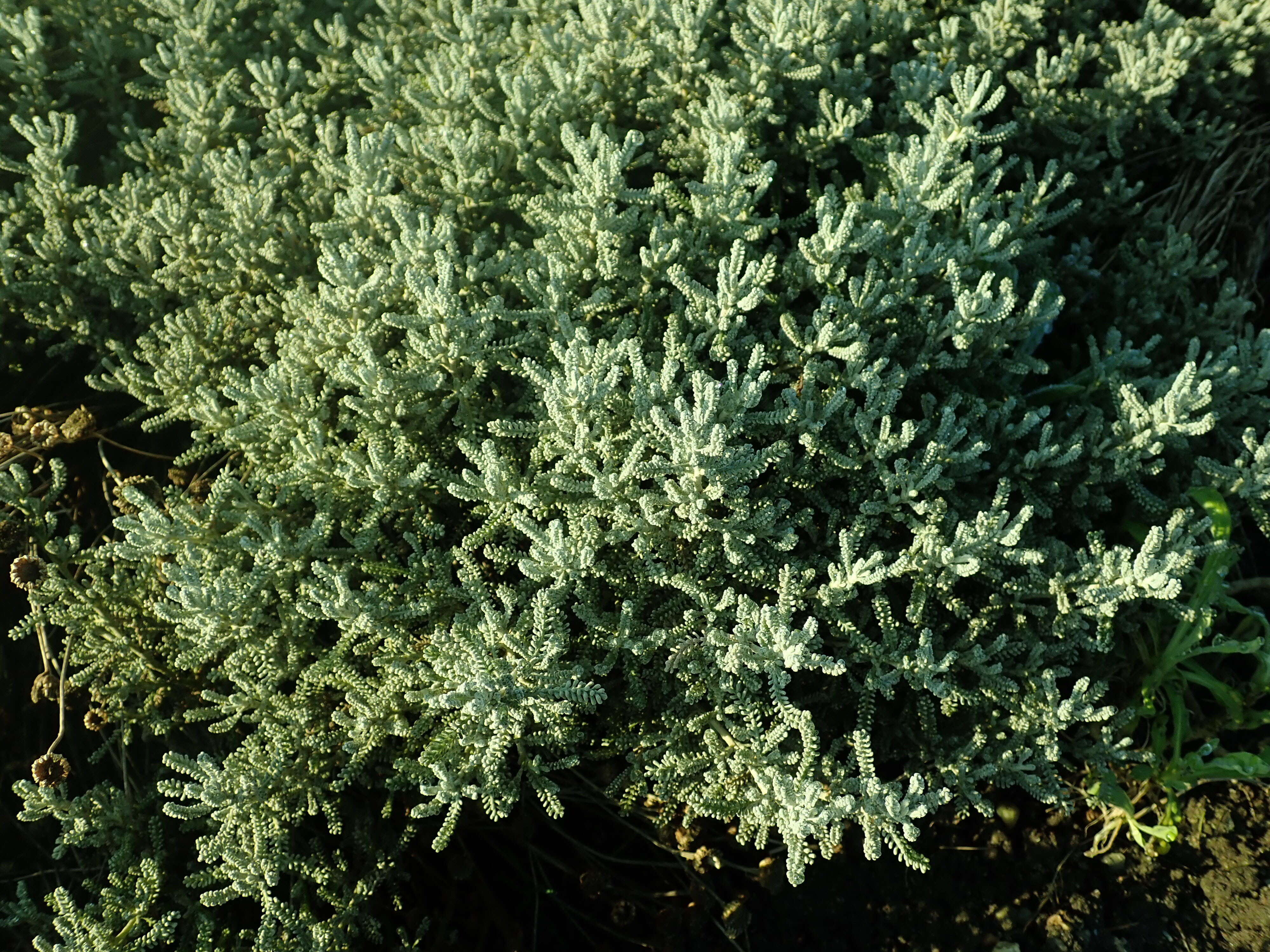 Sivun Santolina rosmarinifolia L. kuva