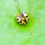 Image of Six-spotted Zigzag Ladybird