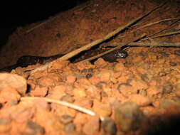 Image of African burrowing python