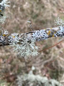 Image of ring lichen