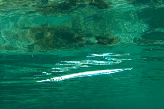 Image of Hound Needlefish