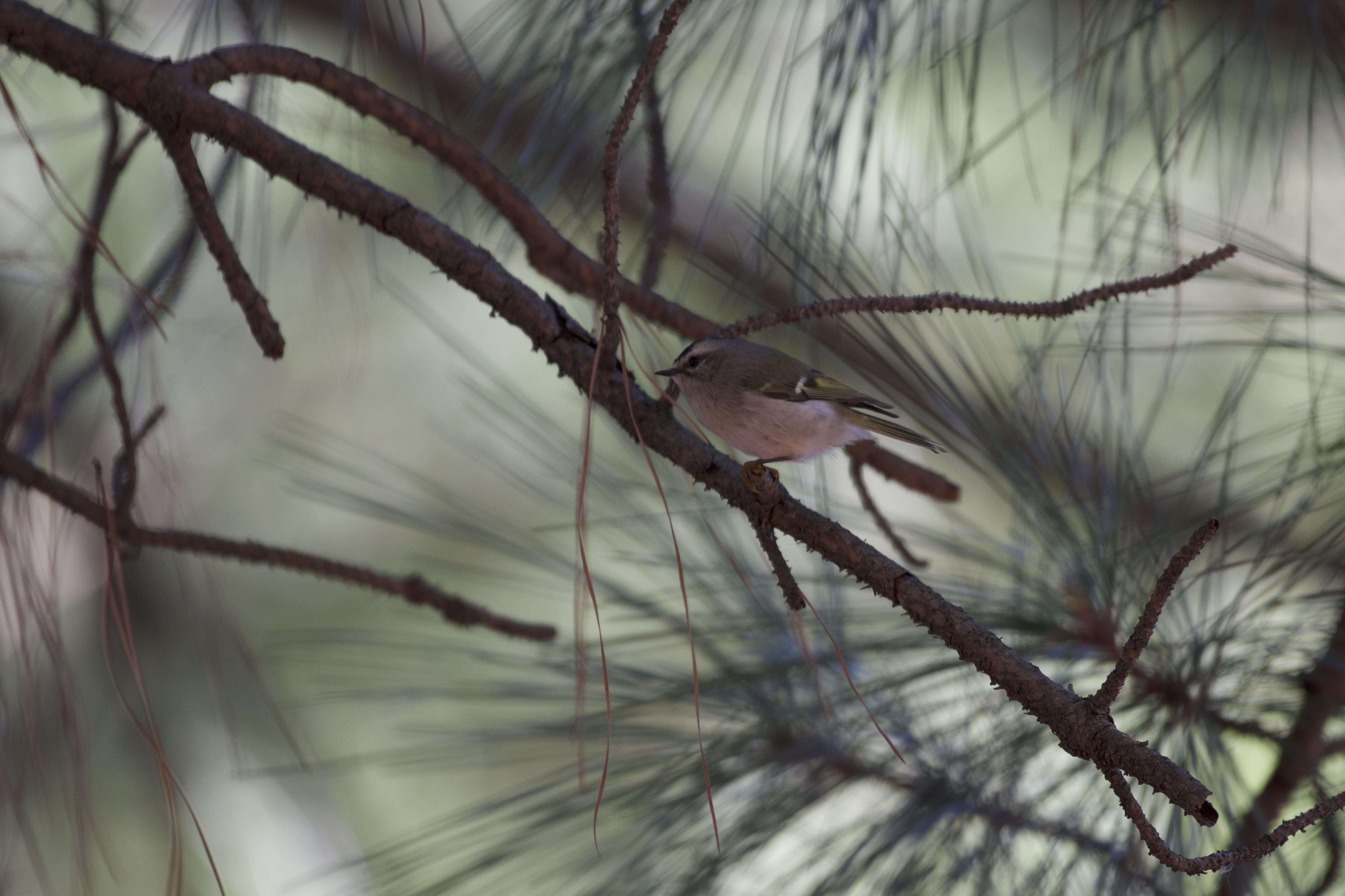 Image of Golden-crowned Kinglet