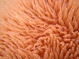 Image of mole coral