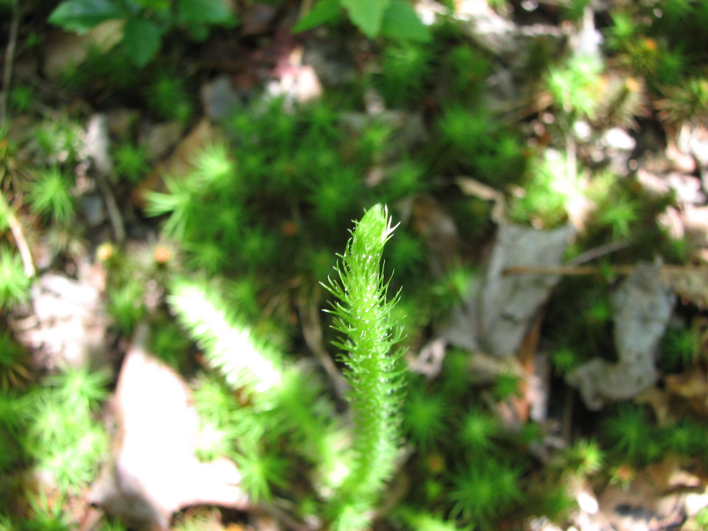 Image of foxtail clubmoss