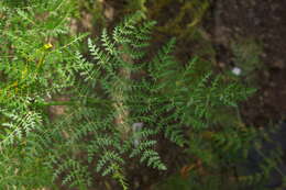 Слика од Daucus edulis (Lowe) Wojew., Reduron, Banasiak & Spalik