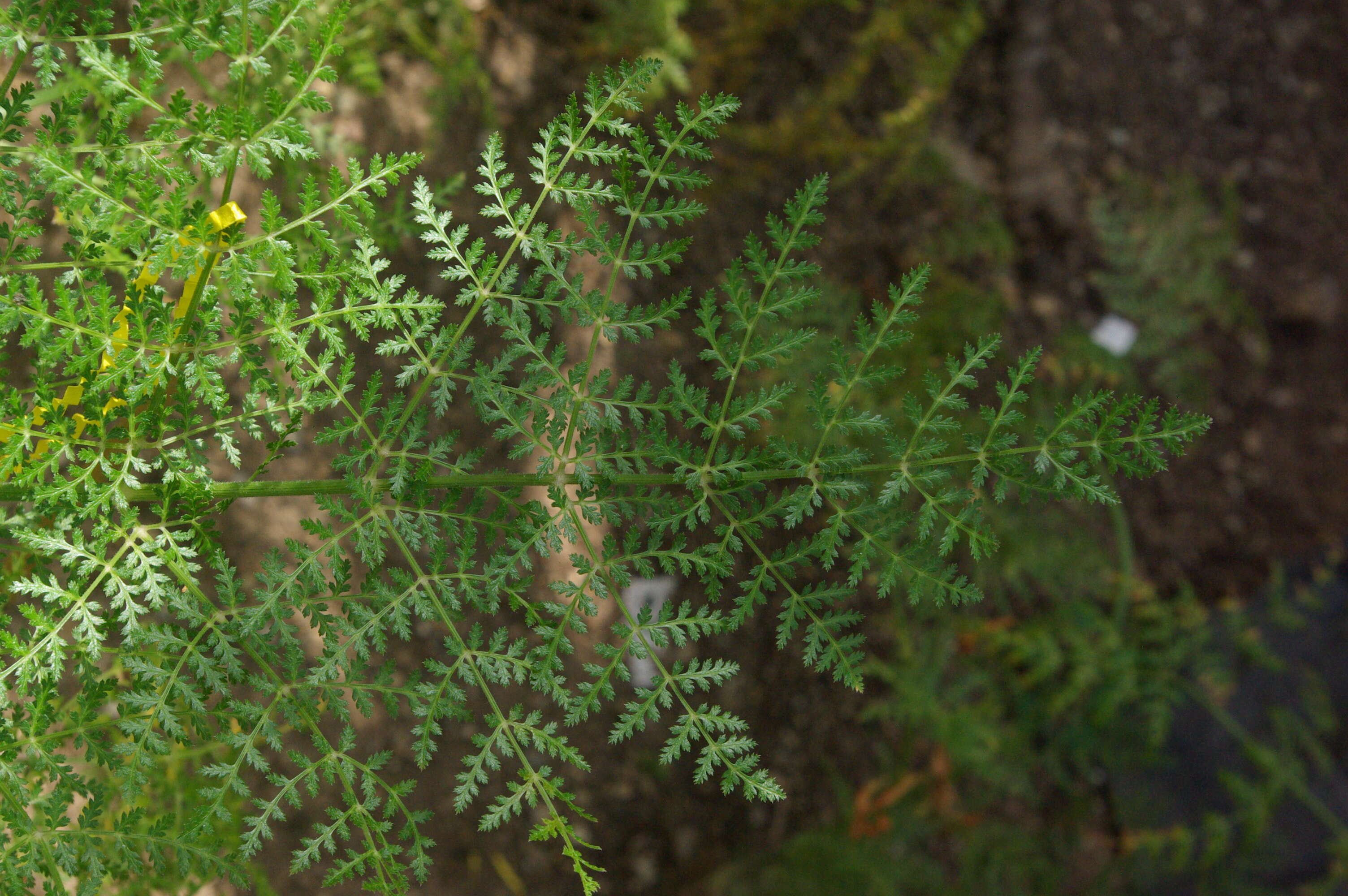 Слика од Daucus edulis (Lowe) Wojew., Reduron, Banasiak & Spalik