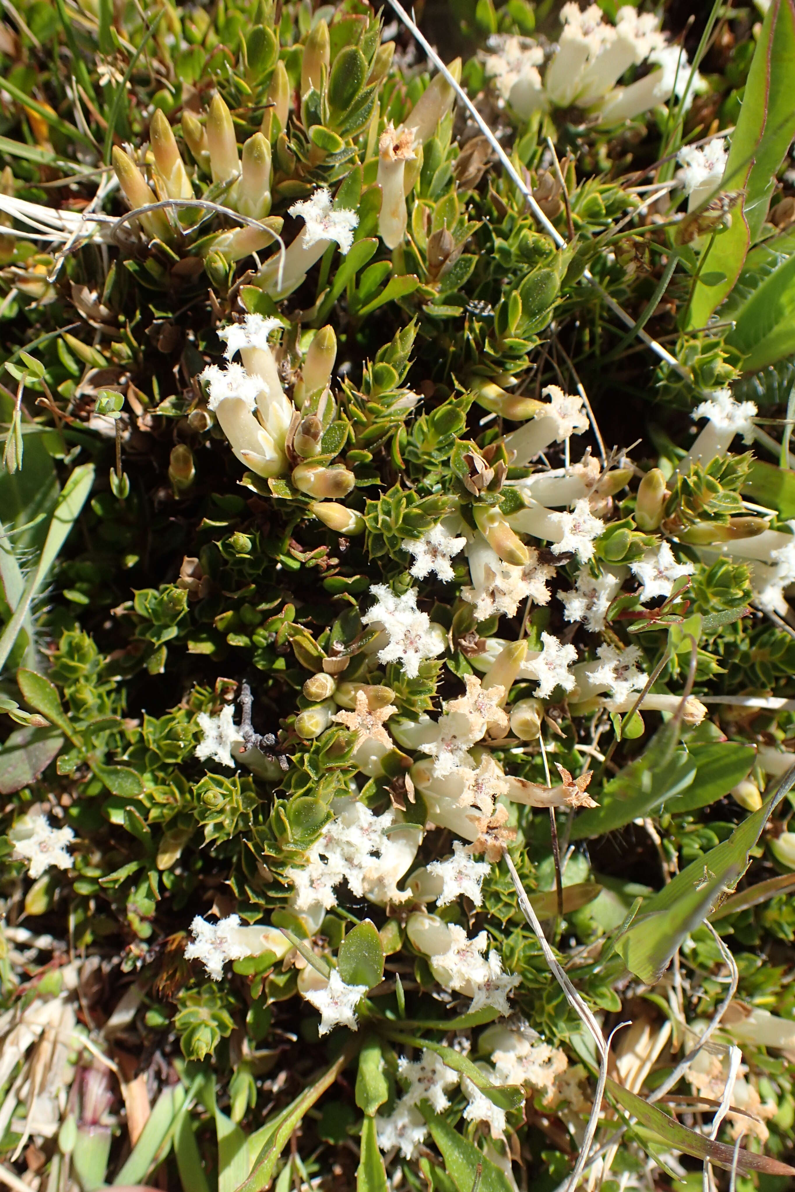 Image of Leucopogon fraseri A. Cunn. ex DC.