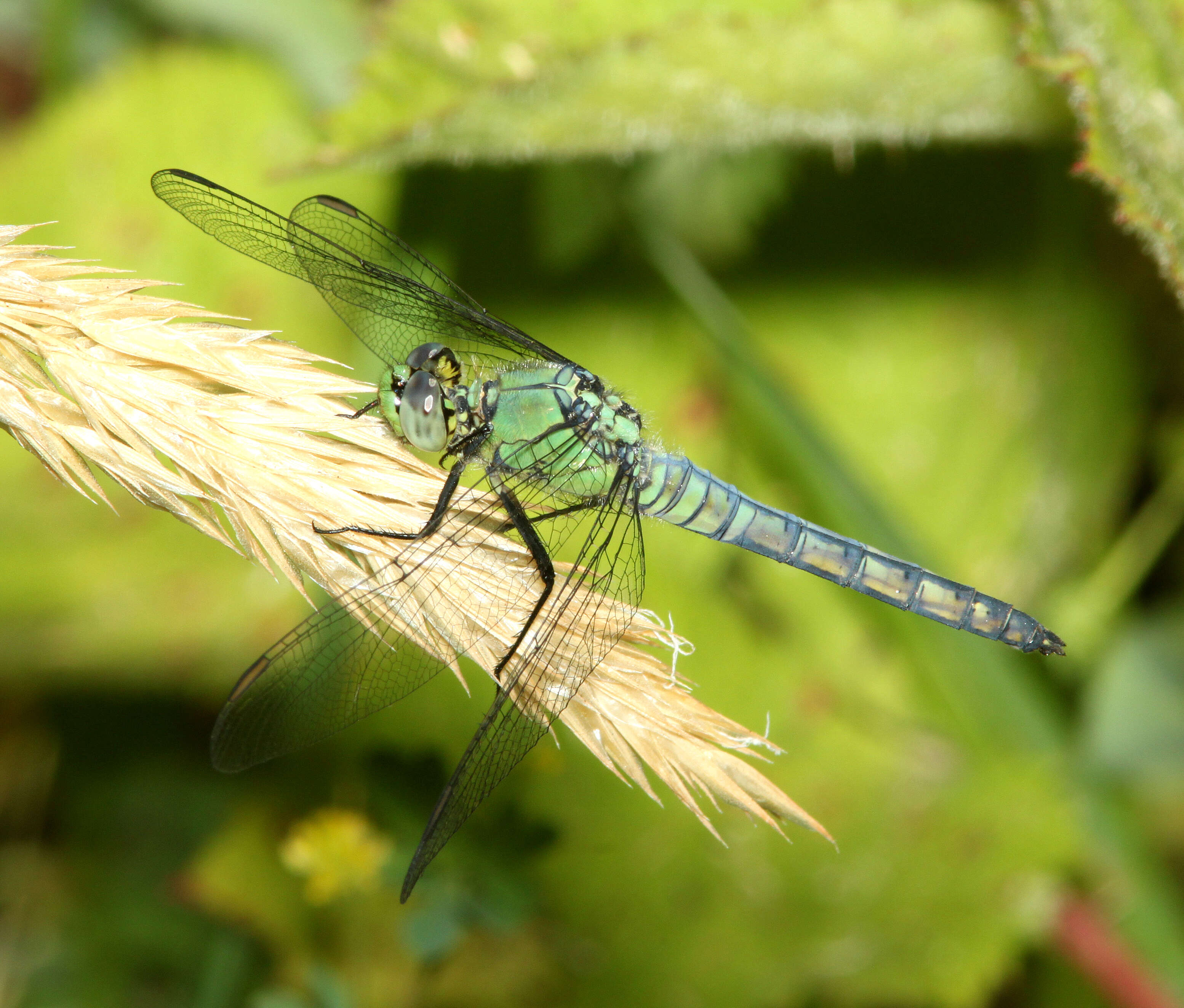 Image of Western Pondhawk