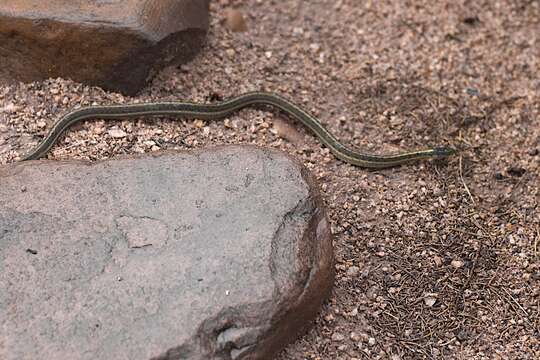 Image of Blackneck Garter Snake