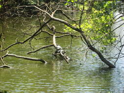 Image of yellow-bellied slider