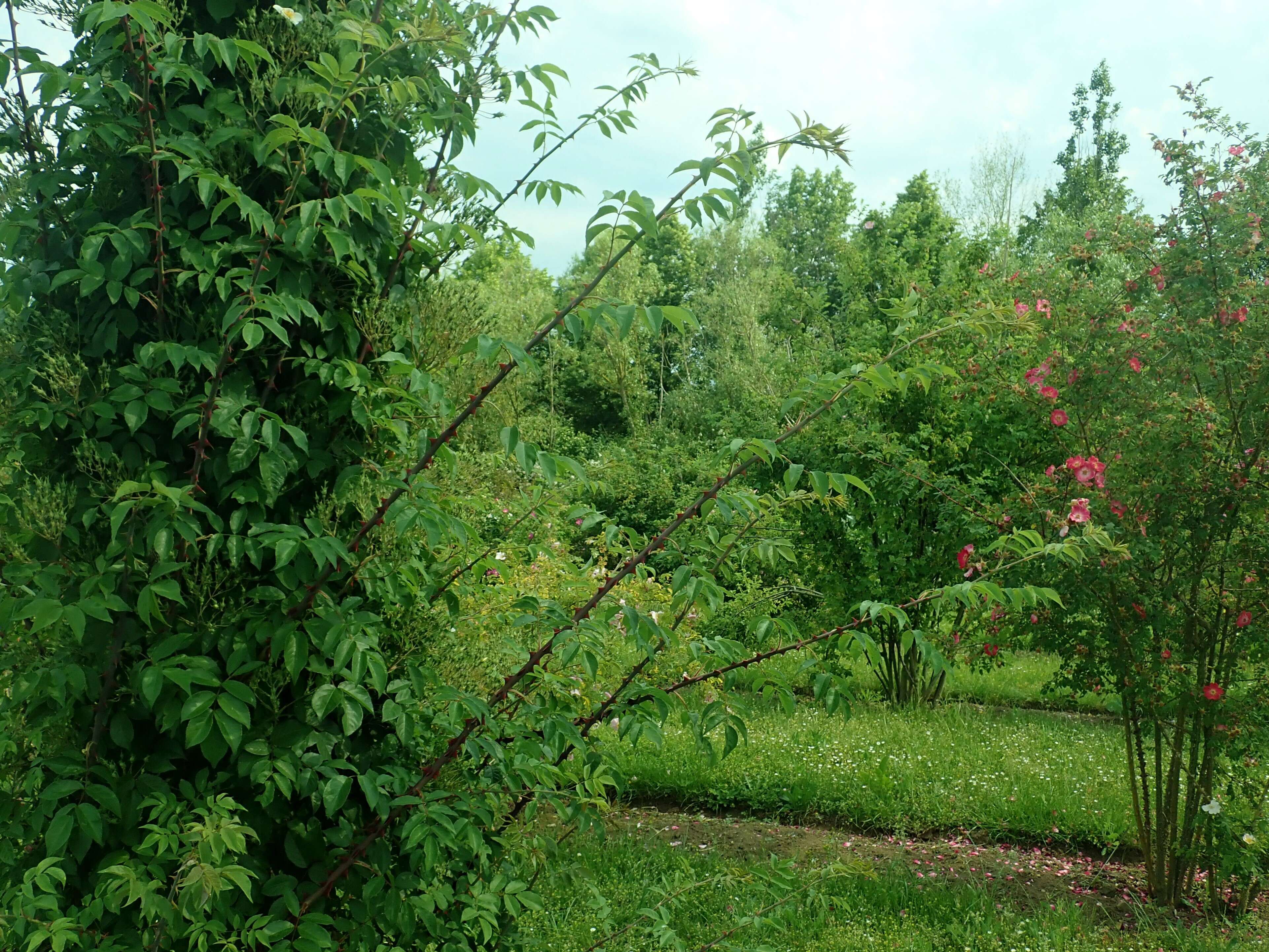 Image of climbing rose