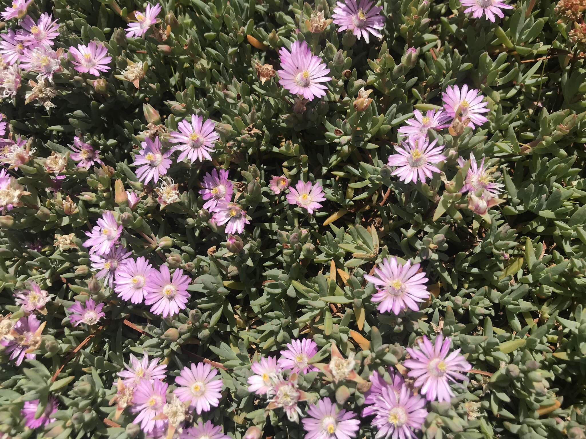 صورة Lampranthus