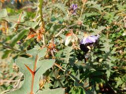 Image of Orange-thorned nightshade