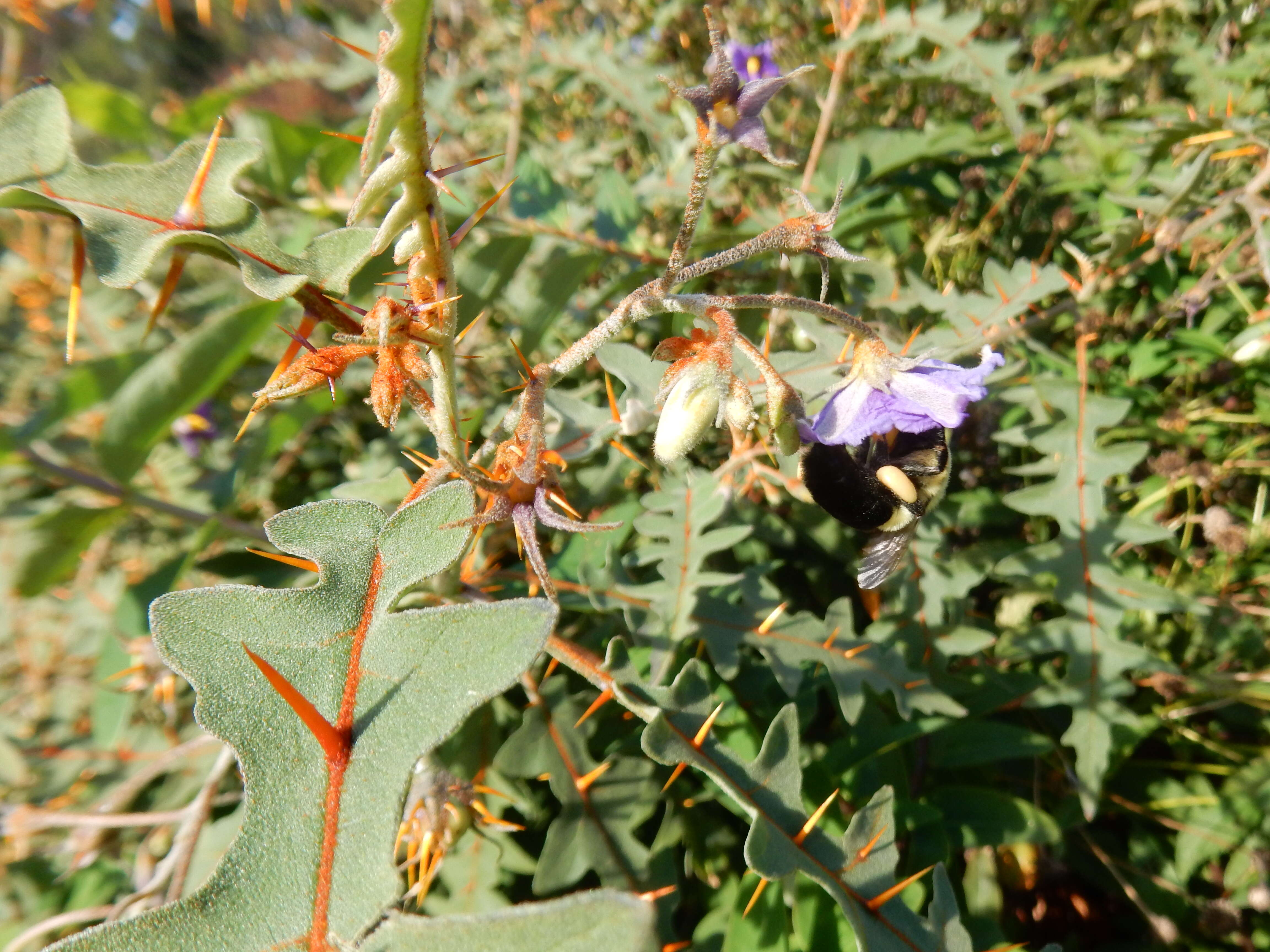 Image of Orange-thorned nightshade