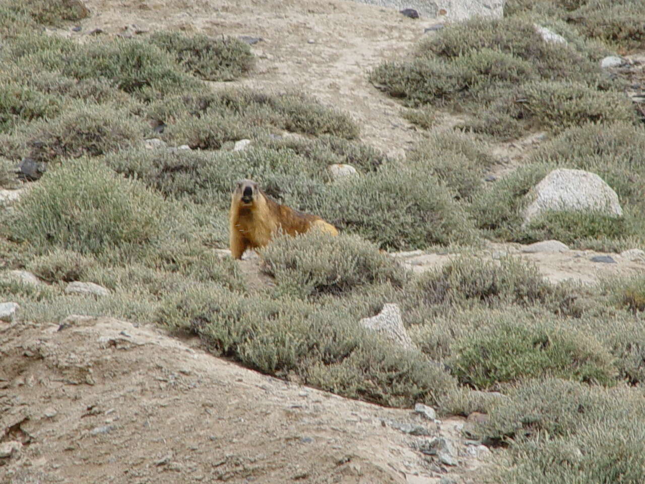 Imagem de Marmota caudata (Geoffroy 1844)