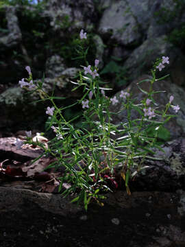 Image of longleaf summer bluet