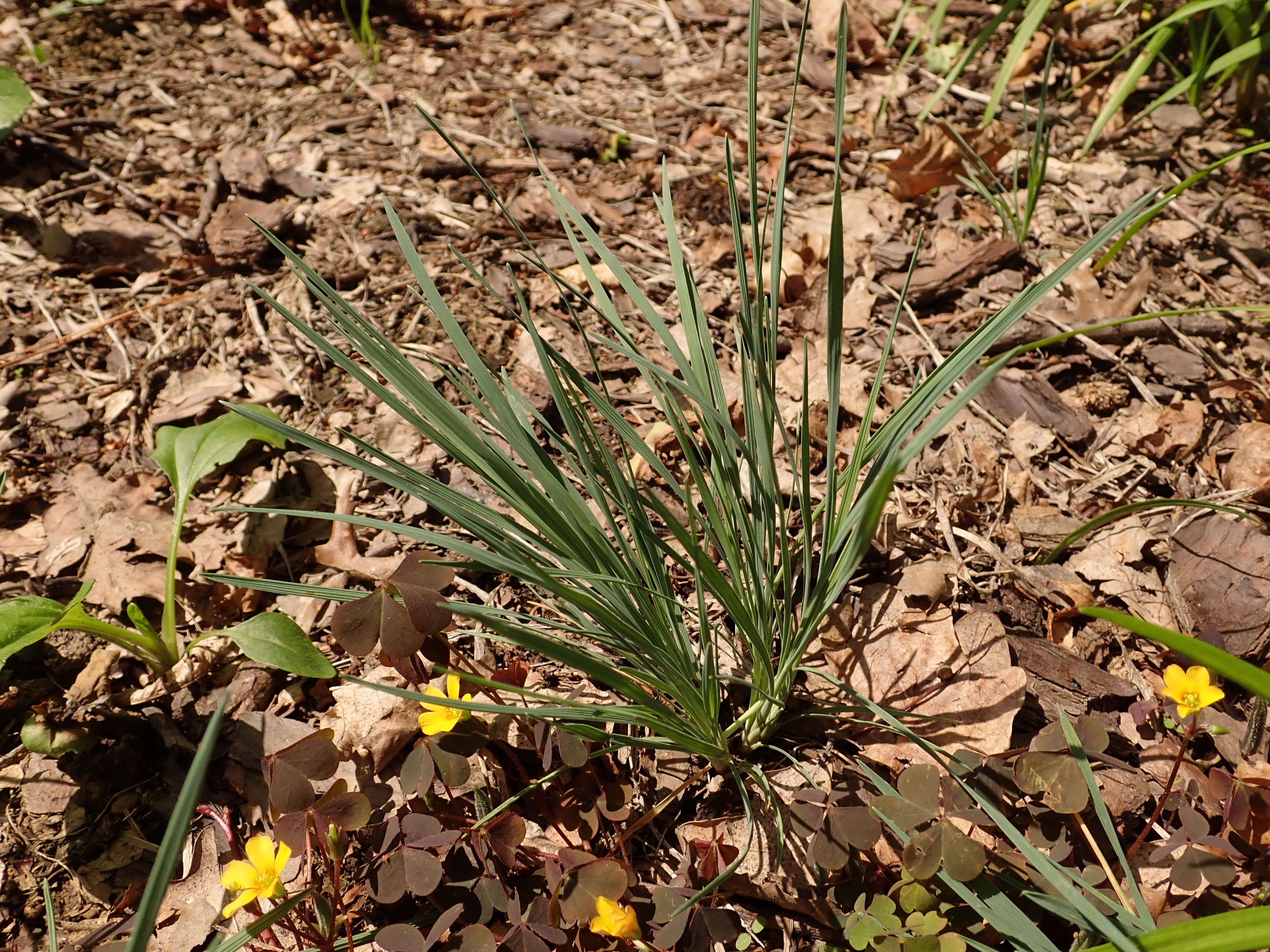 Image of Koeleria glauca (Spreng.) DC.