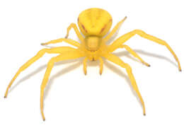 Image of Flower Crab Spiders