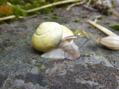 Image of Brown Lipped Snail