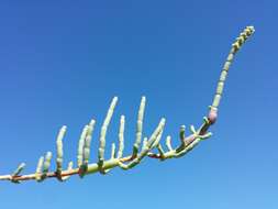 Слика од Salicornia perennis Miller