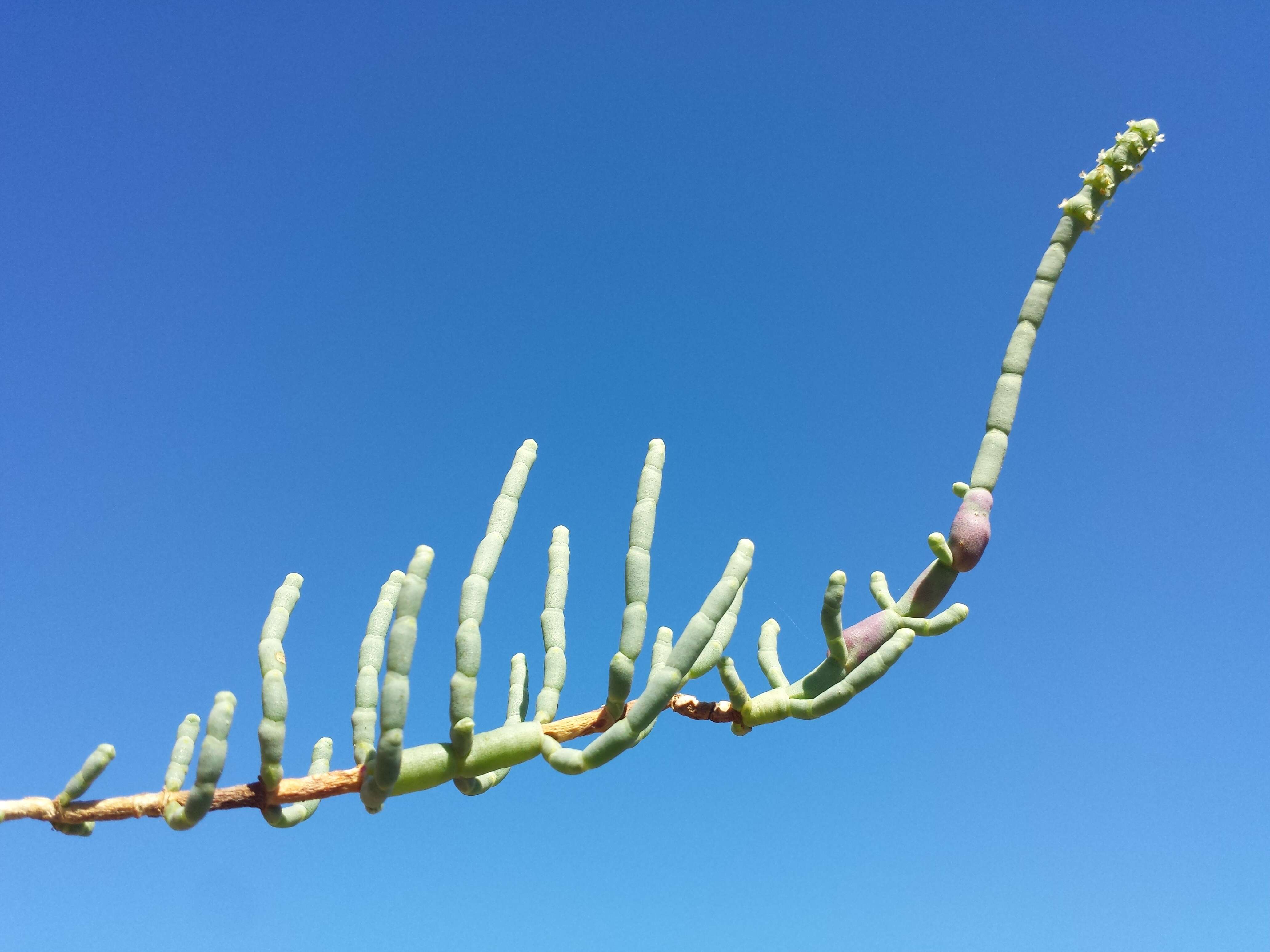 Слика од Salicornia perennis Miller