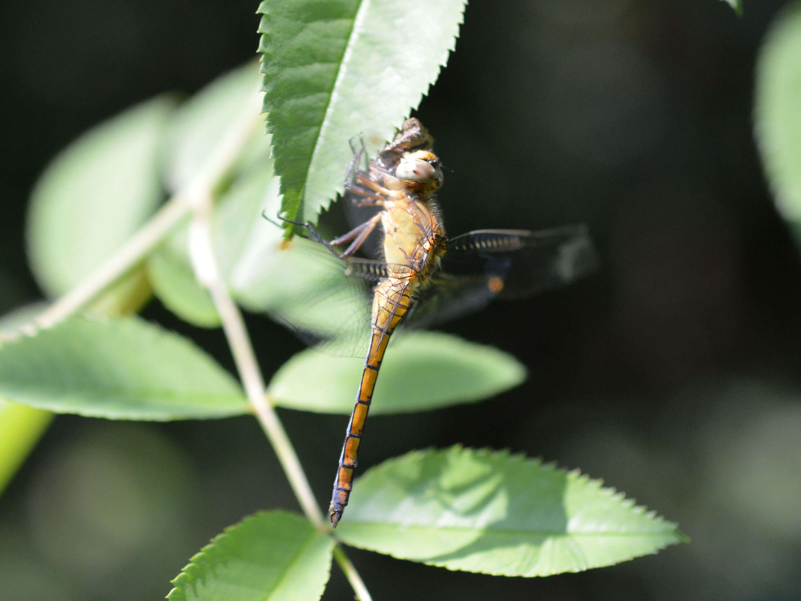 Image of Keeled Skimmer