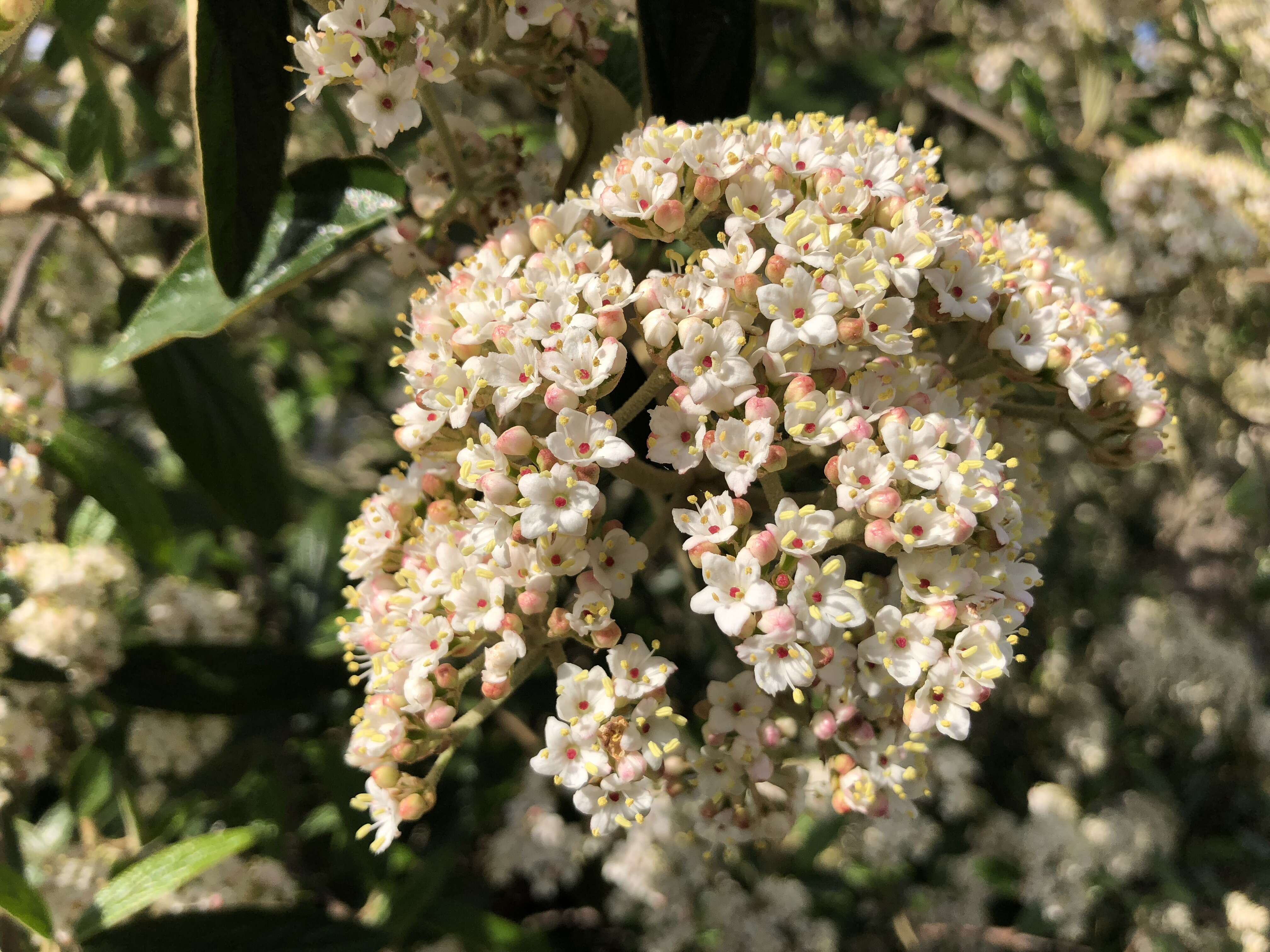 Plancia ëd Viburnum rhytidophyllum Hemsl. ex Forb. & Hemsl.