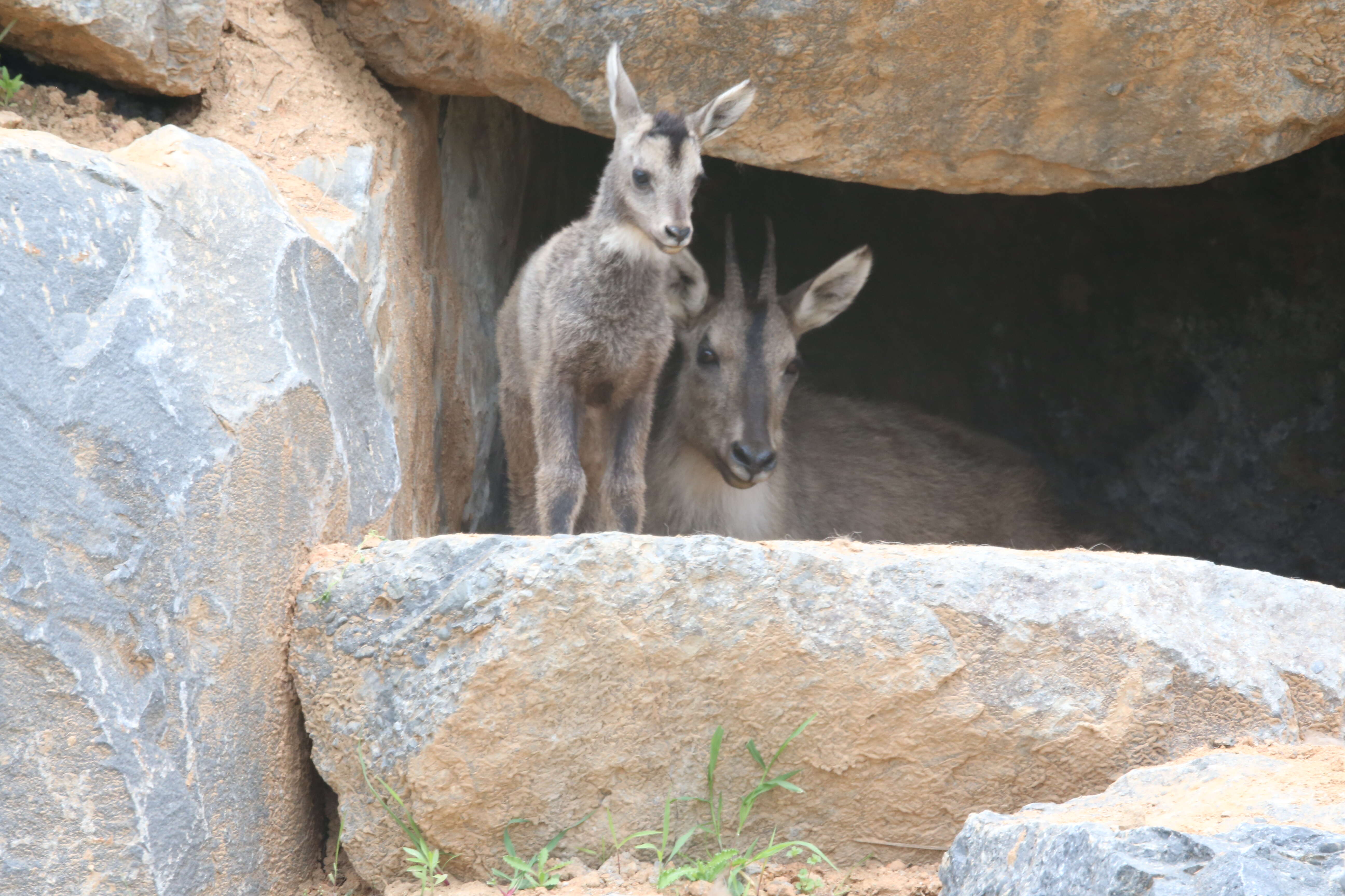 Image of Chinese Goral