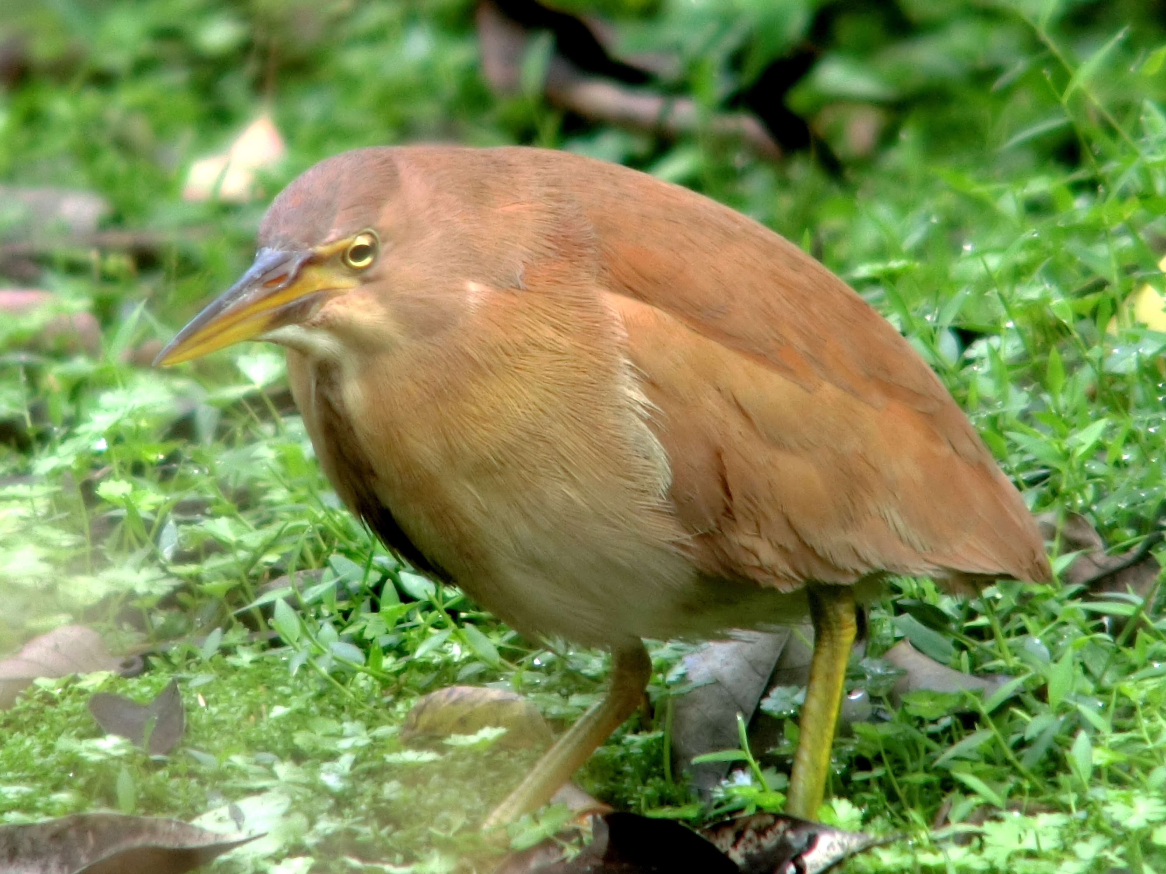 Image of Cinnamon Bittern