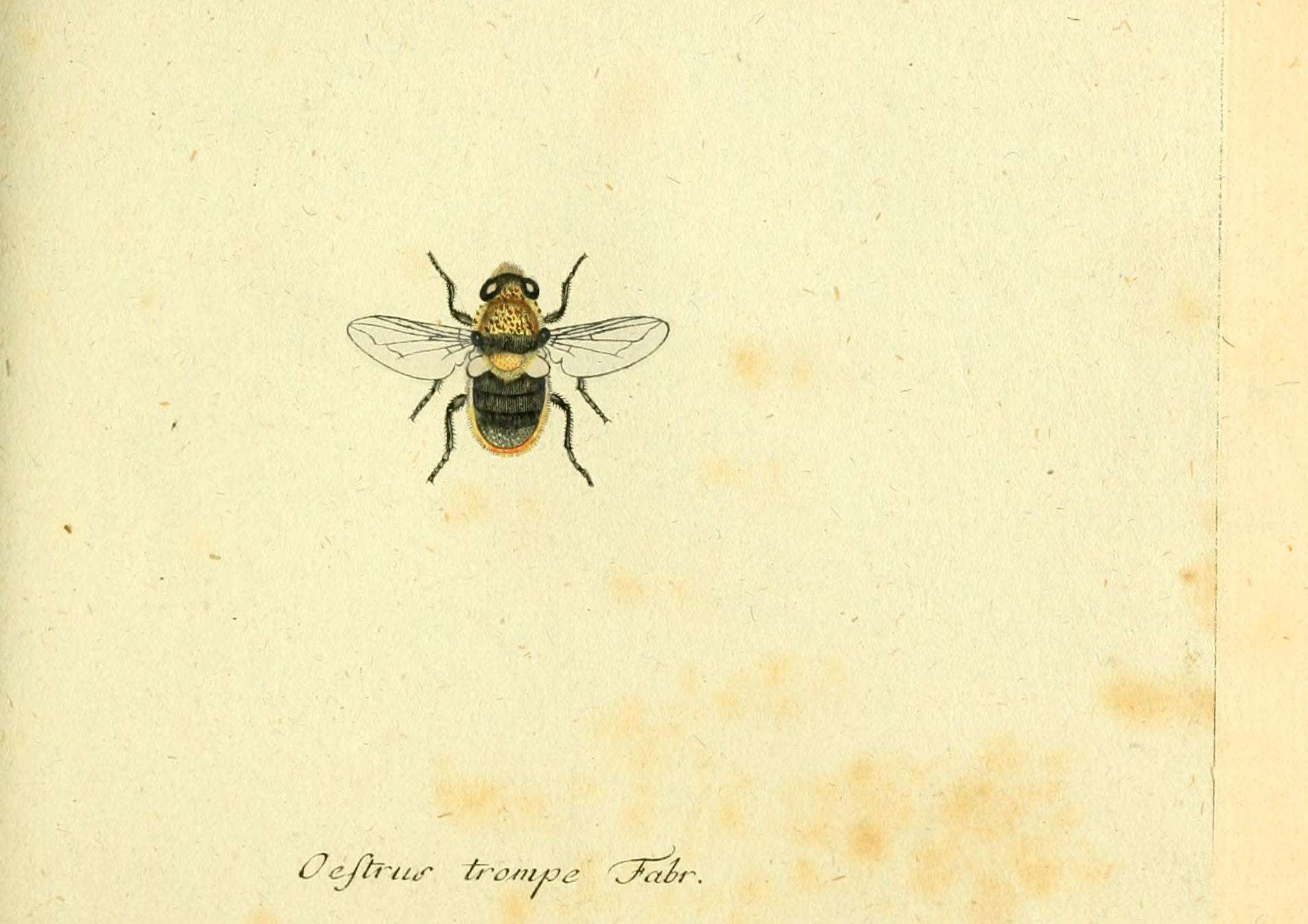 Cephenemyia trompe (Modeer 1786)的圖片
