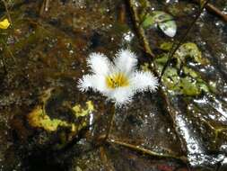 Image of Water-snowflake