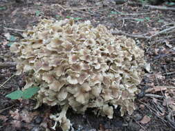 Image of Polyporus umbellatus (Pers.) Fr. 1821