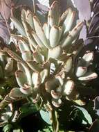 Image of Kalanchoe tomentosa Baker