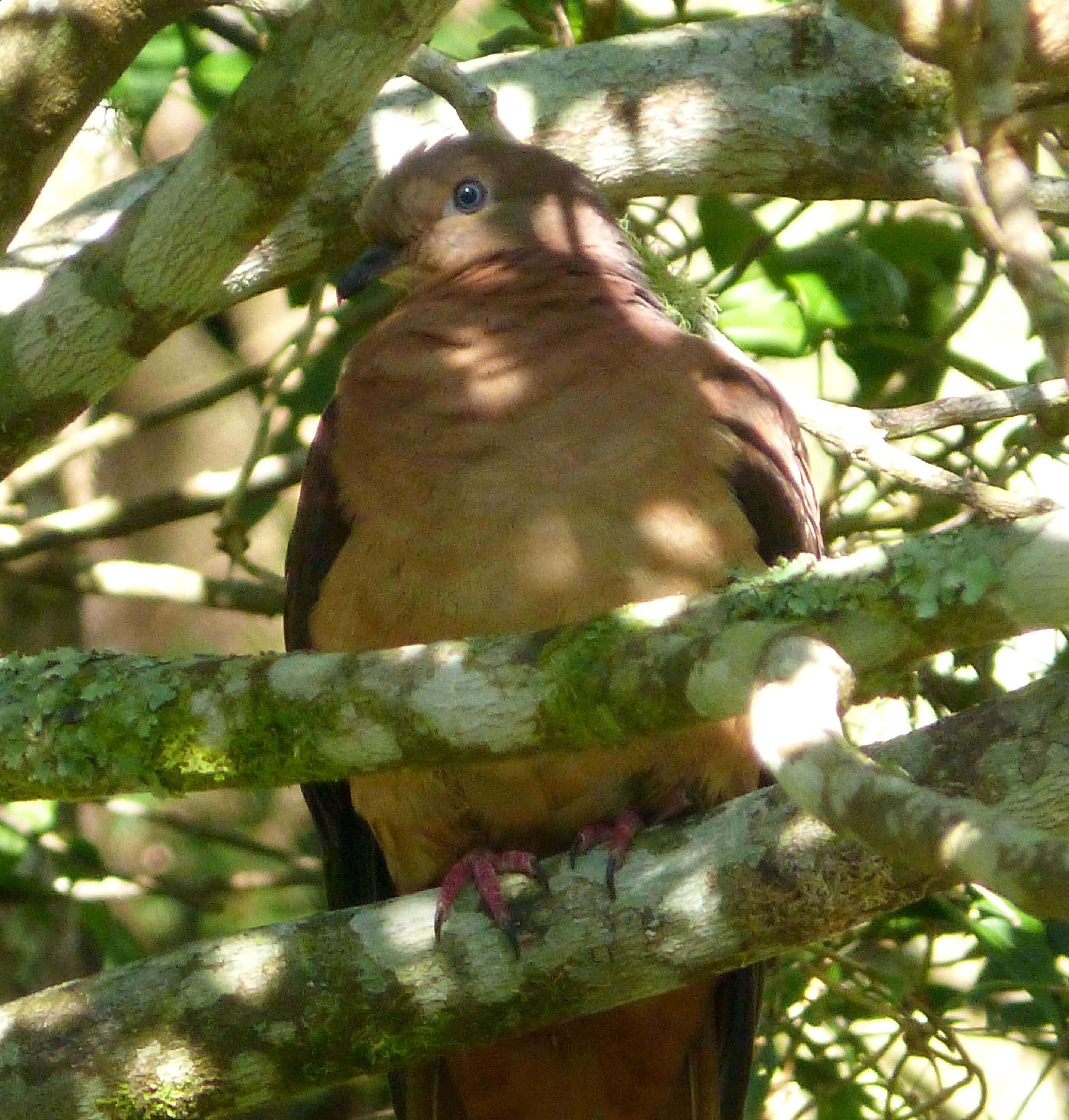 Image of Brown Cuckoo-Dove