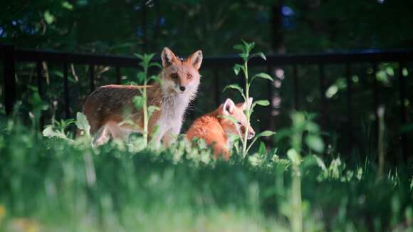 Image of Vulpes vulpes schrencki Kishida 1924