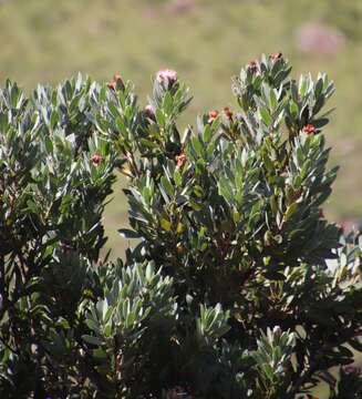 Image of Lip-flower protea