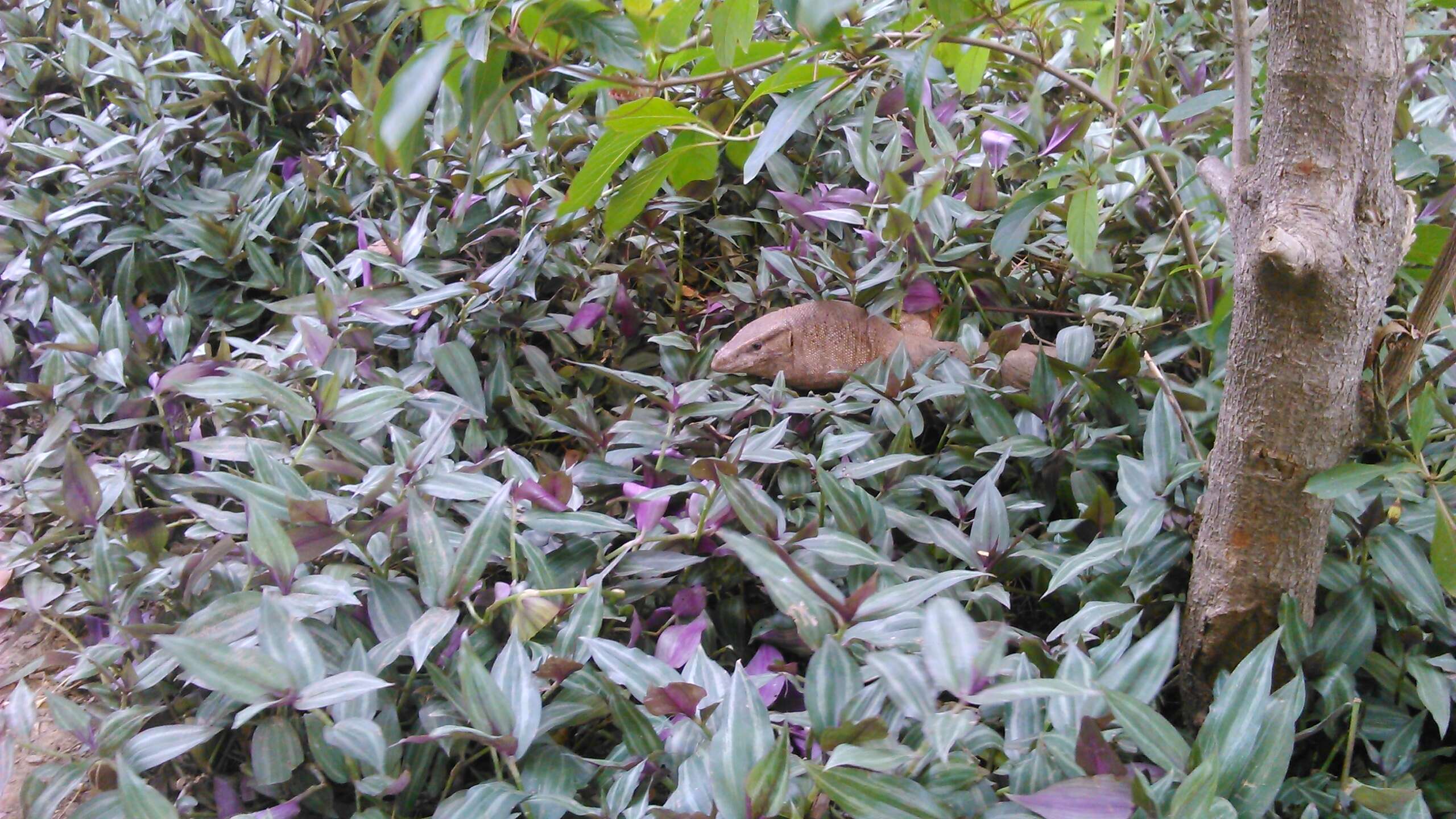 Image of Bengal Monitor Lizard