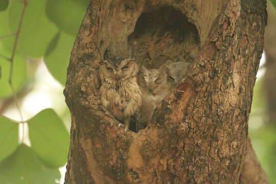 Image of Indian Scops Owl