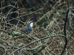 Image of White-browed Tapaculo