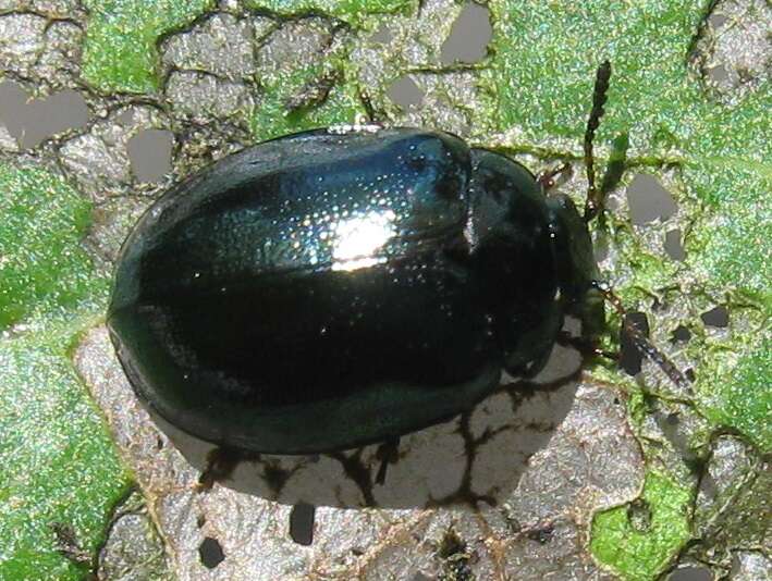 Image of willow leaf beetle