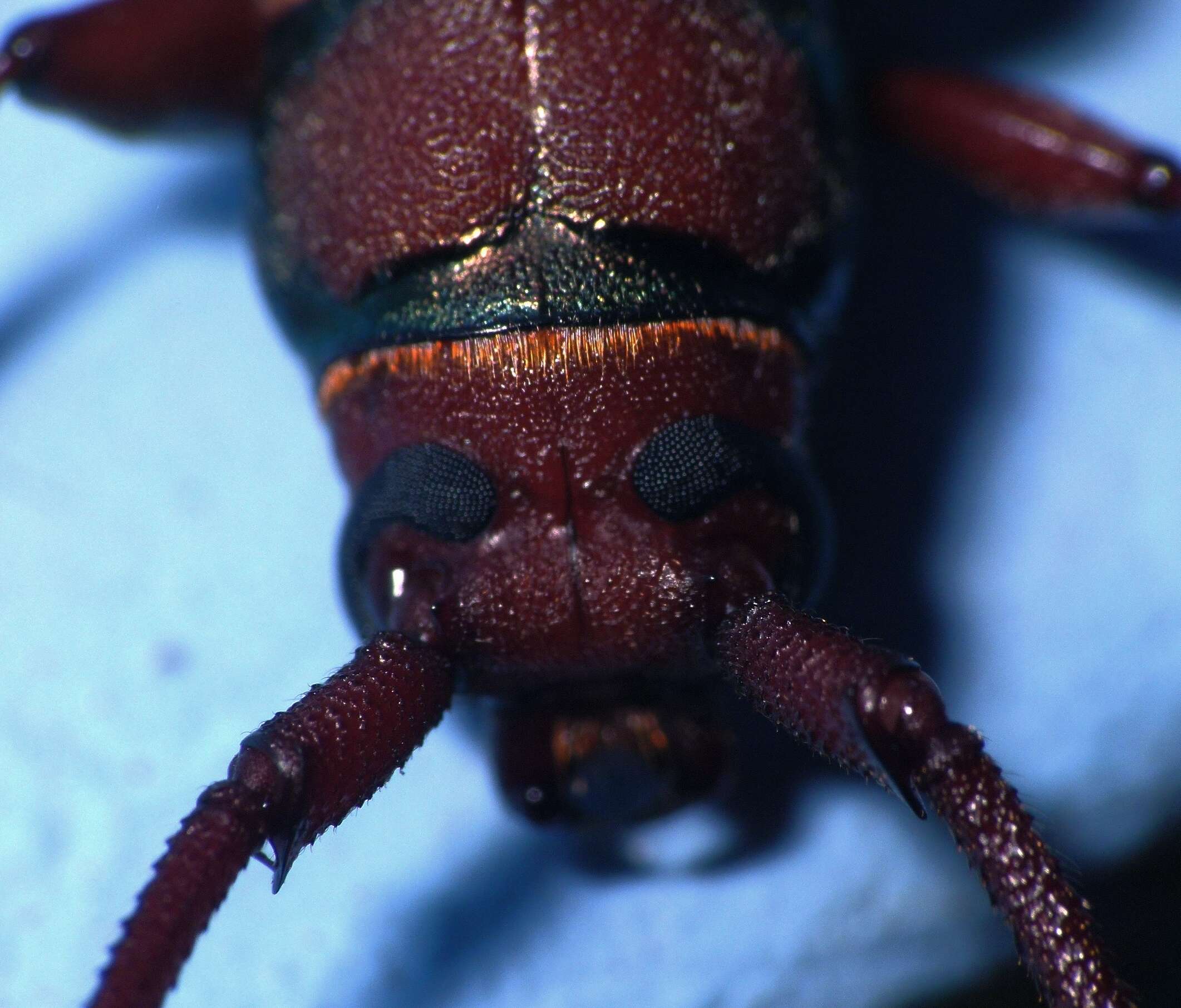 Image of Monkeypod roundheaded borer