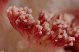 Image of Twotone soft coral