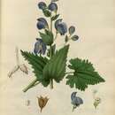 Image of Aconitum heterophyllum Wall.