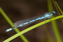 Image of New England Bluet