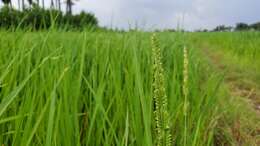 Imagem de Oryza sativa L.